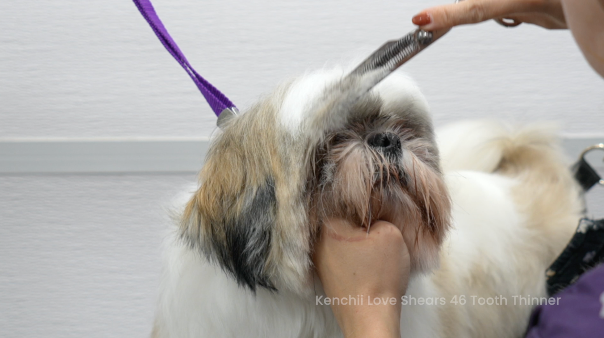 Basic Dog Grooming Course