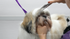 Basic Dog Grooming Course