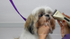 Basic Dog Grooming Course