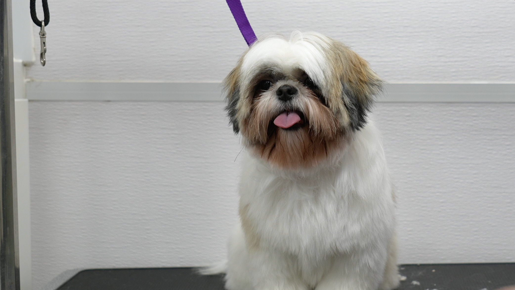 Basic Dog Grooming Course