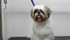Basic Dog Grooming Course