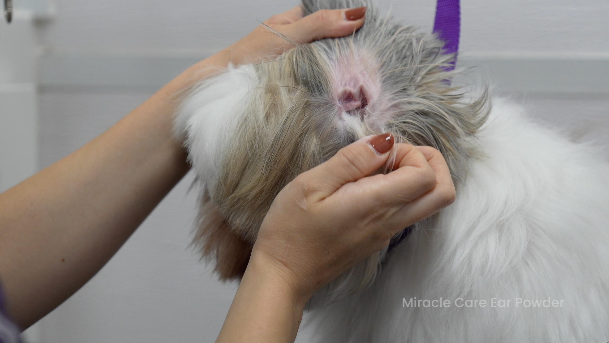 Basic Dog Grooming Course