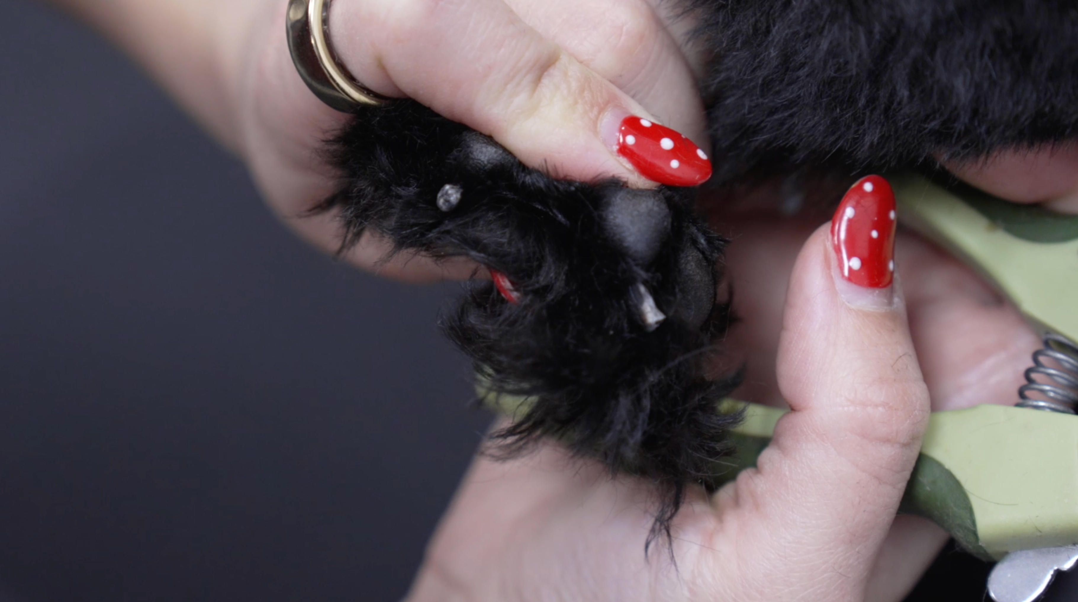 All About Paws Course