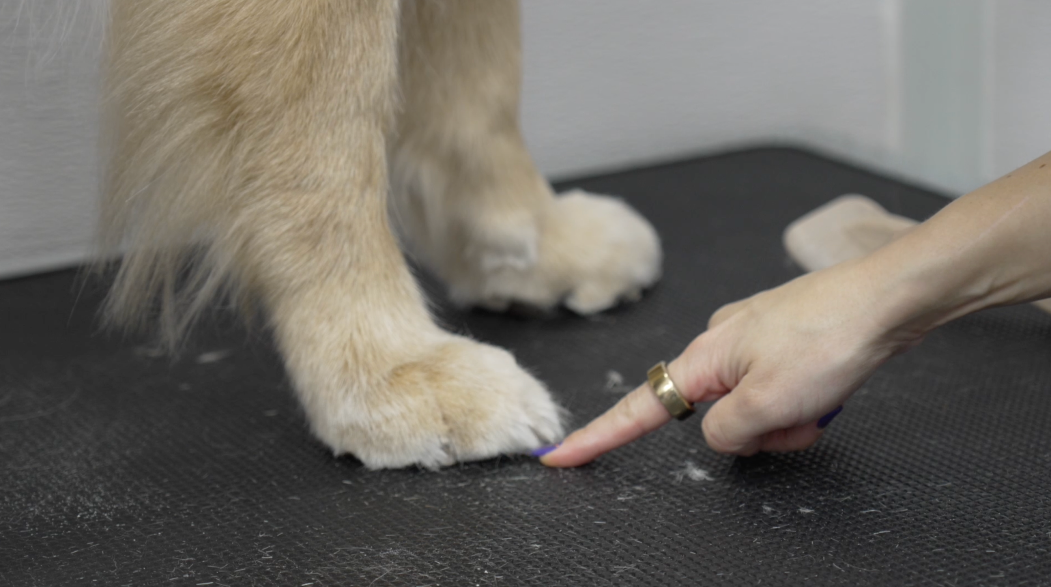 All About Paws Course