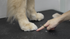 All About Paws Course