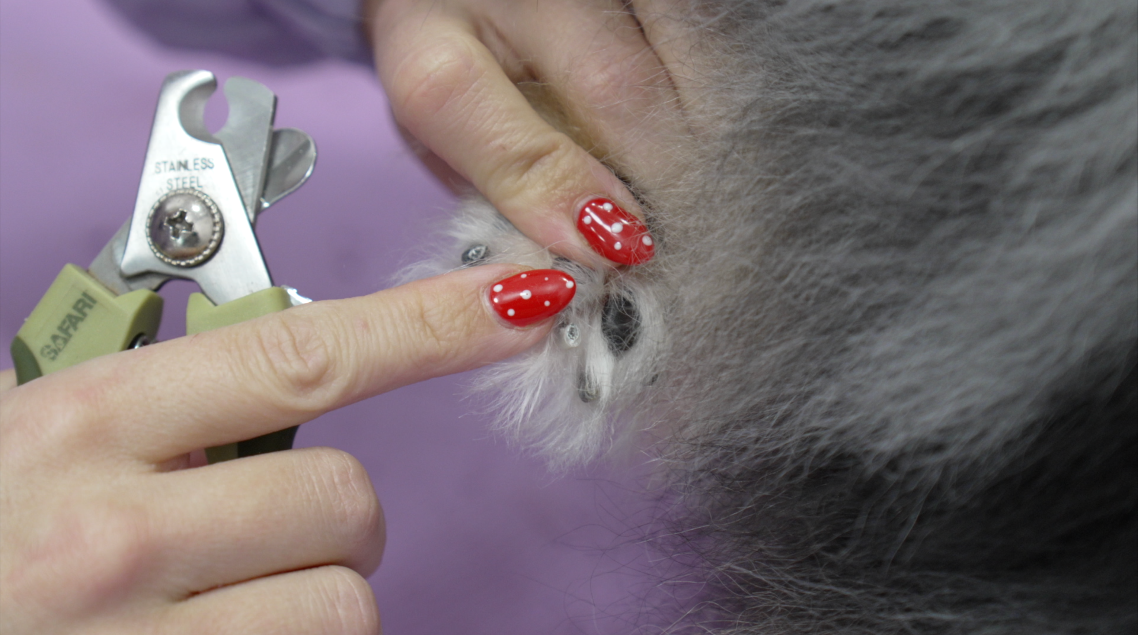 All About Paws Course