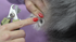 All About Paws Course