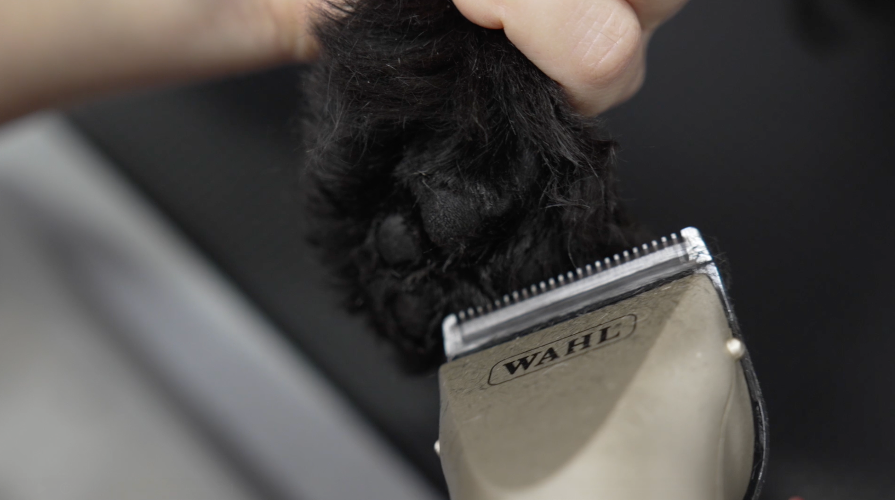 All About Paws Course