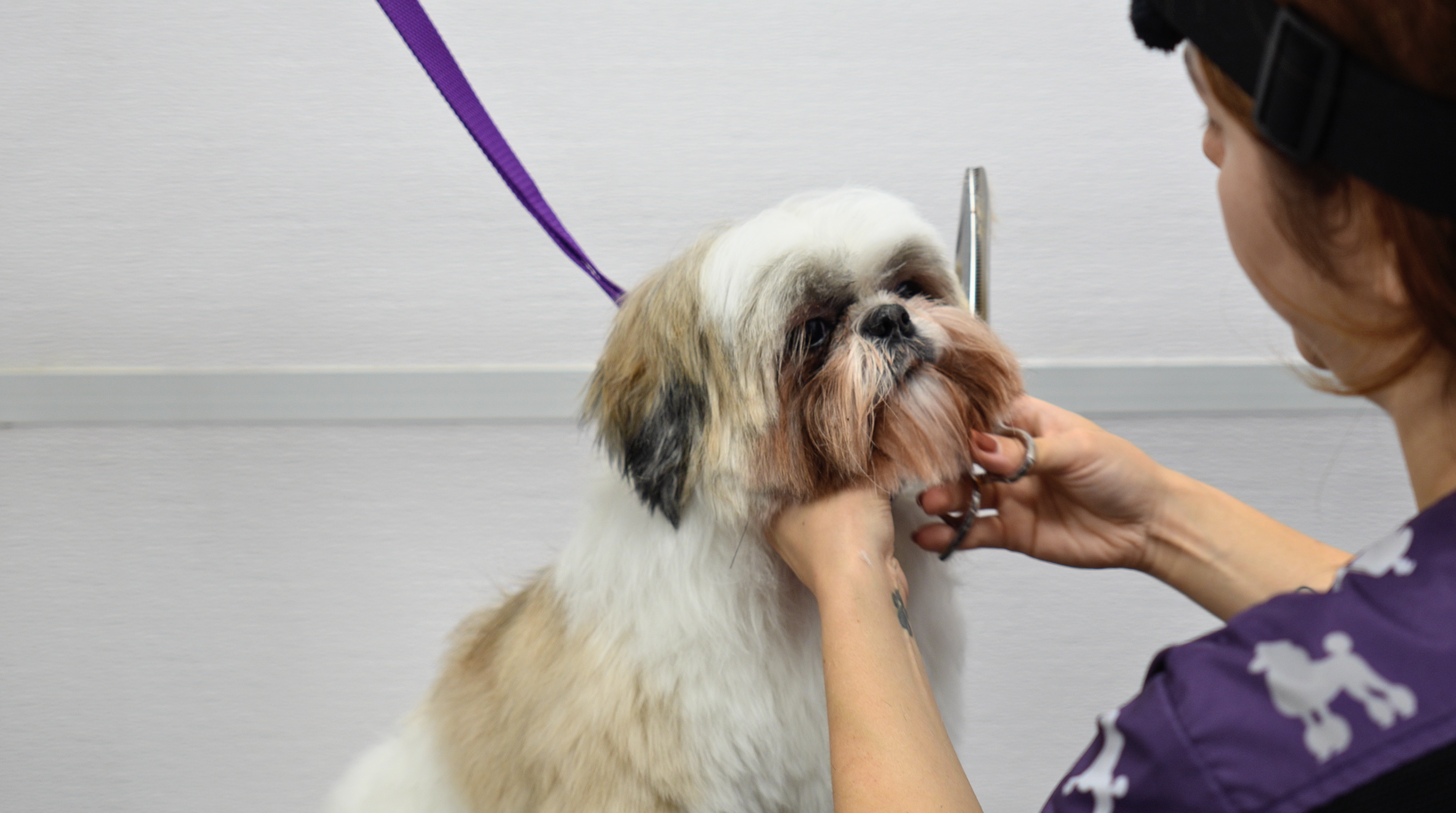 Basic Dog Grooming Course