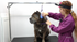 Short-Haired Dog De-Shedding Course