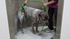 Short-Haired Dog De-Shedding Course