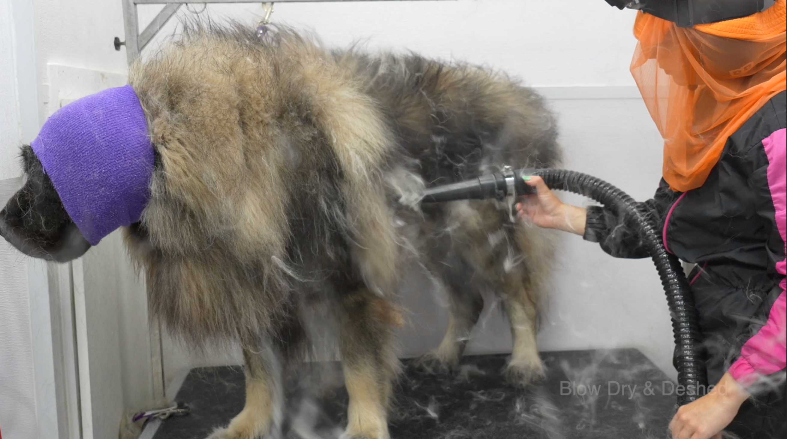 Long-Haired Dog De-Shedding Course