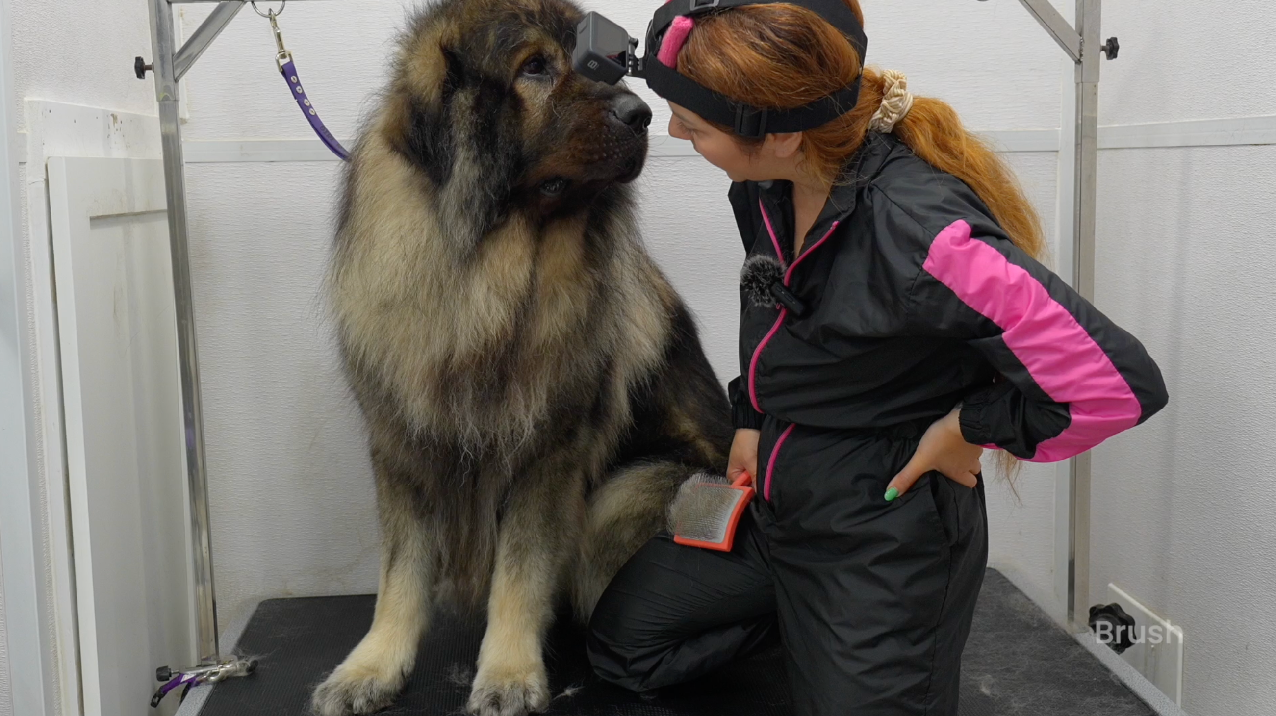 Long-Haired Dog De-Shedding Course