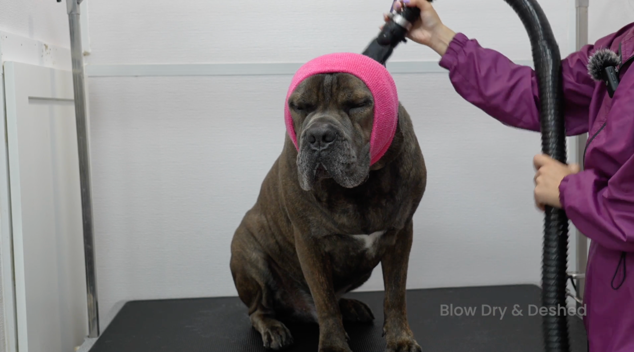 Short-Haired Dog De-Shedding Course