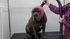 Short-Haired Dog De-Shedding Course