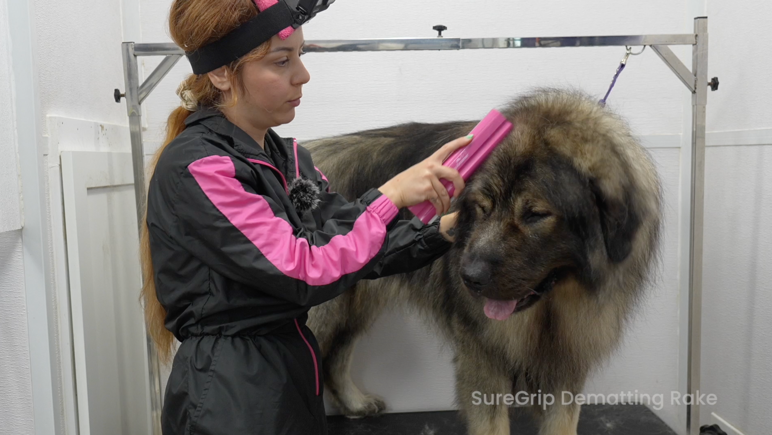 Long-Haired Dog De-Shedding Course