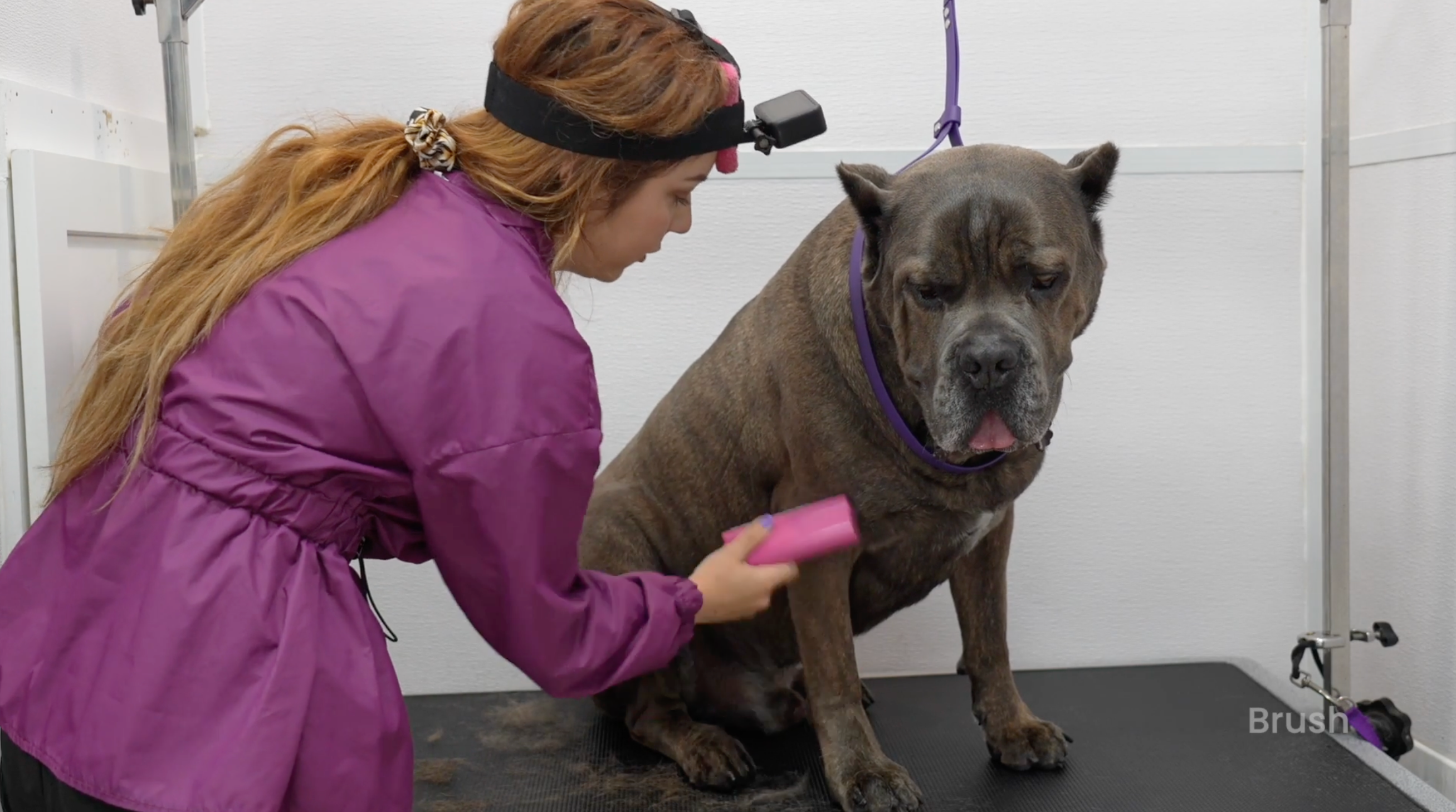 Short-Haired Dog De-Shedding Course