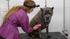 Short-Haired Dog De-Shedding Course