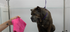 Short-Haired Dog De-Shedding Course