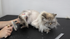 The Matted Cat Course