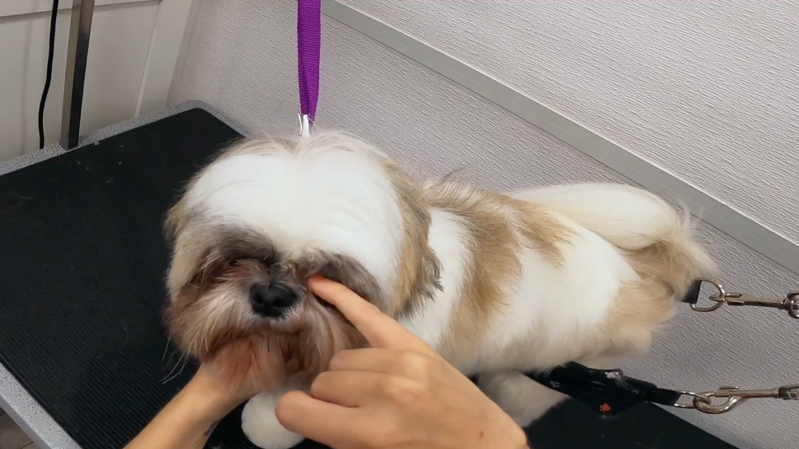 Basic Dog Grooming Course