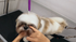 Basic Dog Grooming Course