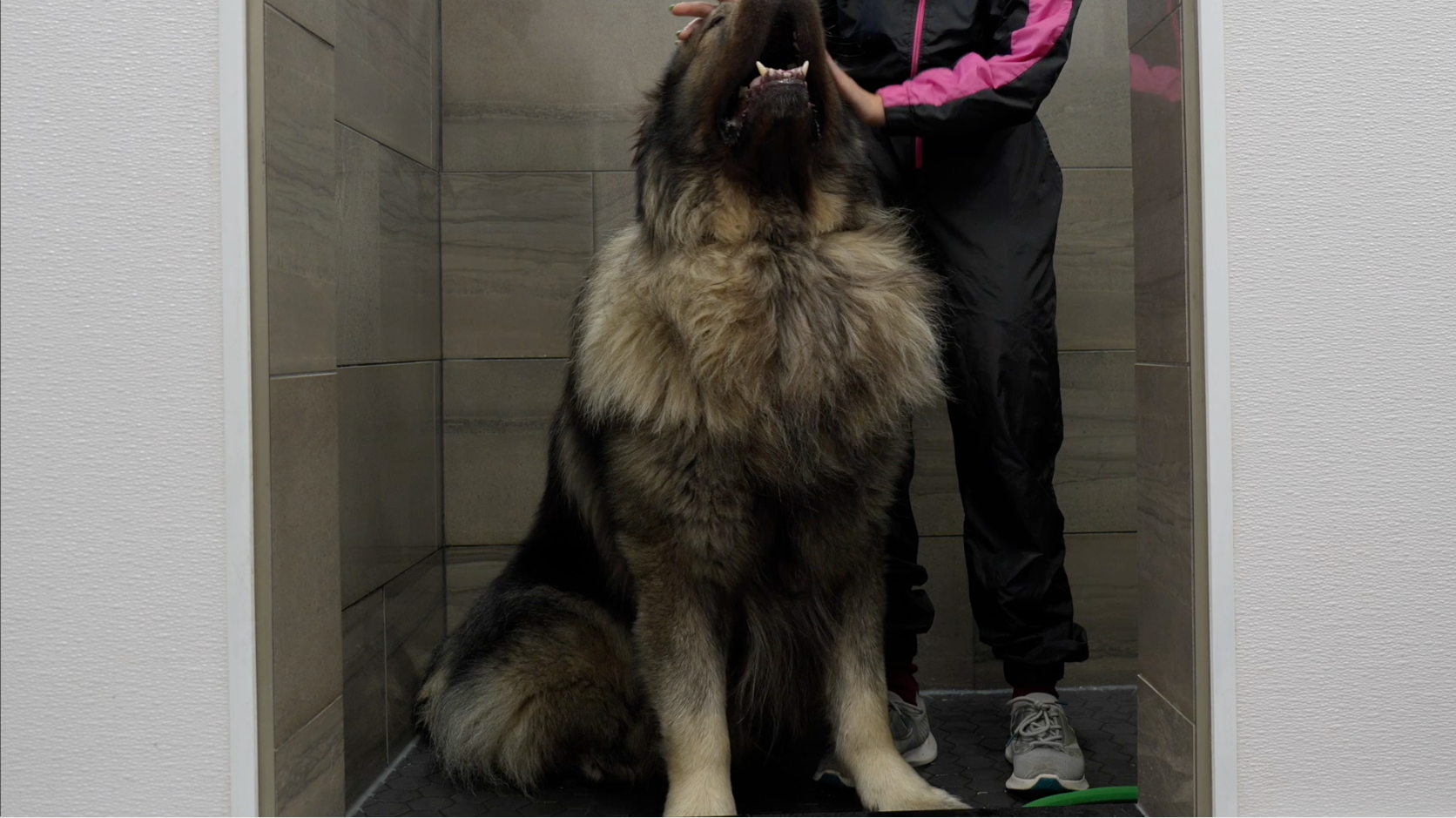 Long-Haired Dog De-Shedding Course