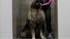 Long-Haired Dog De-Shedding Course