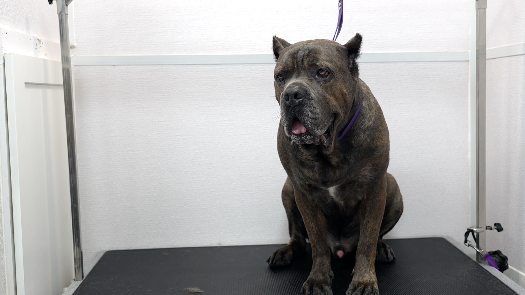 Short-Haired Dog De-Shedding Course