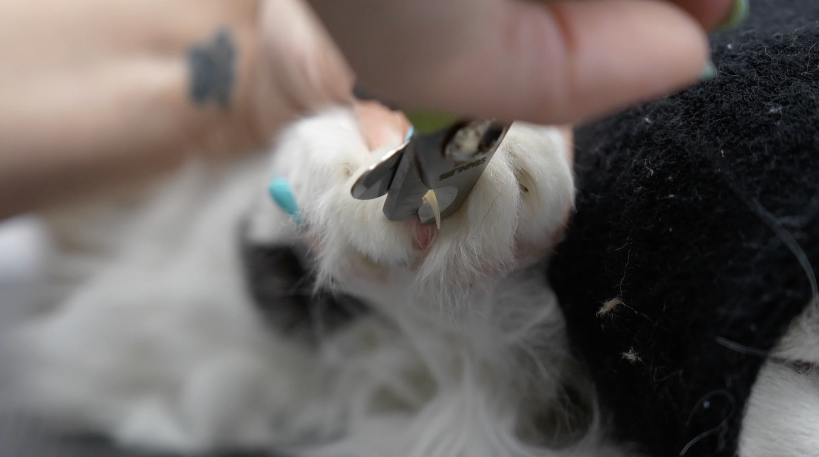 The Matted Cat Course