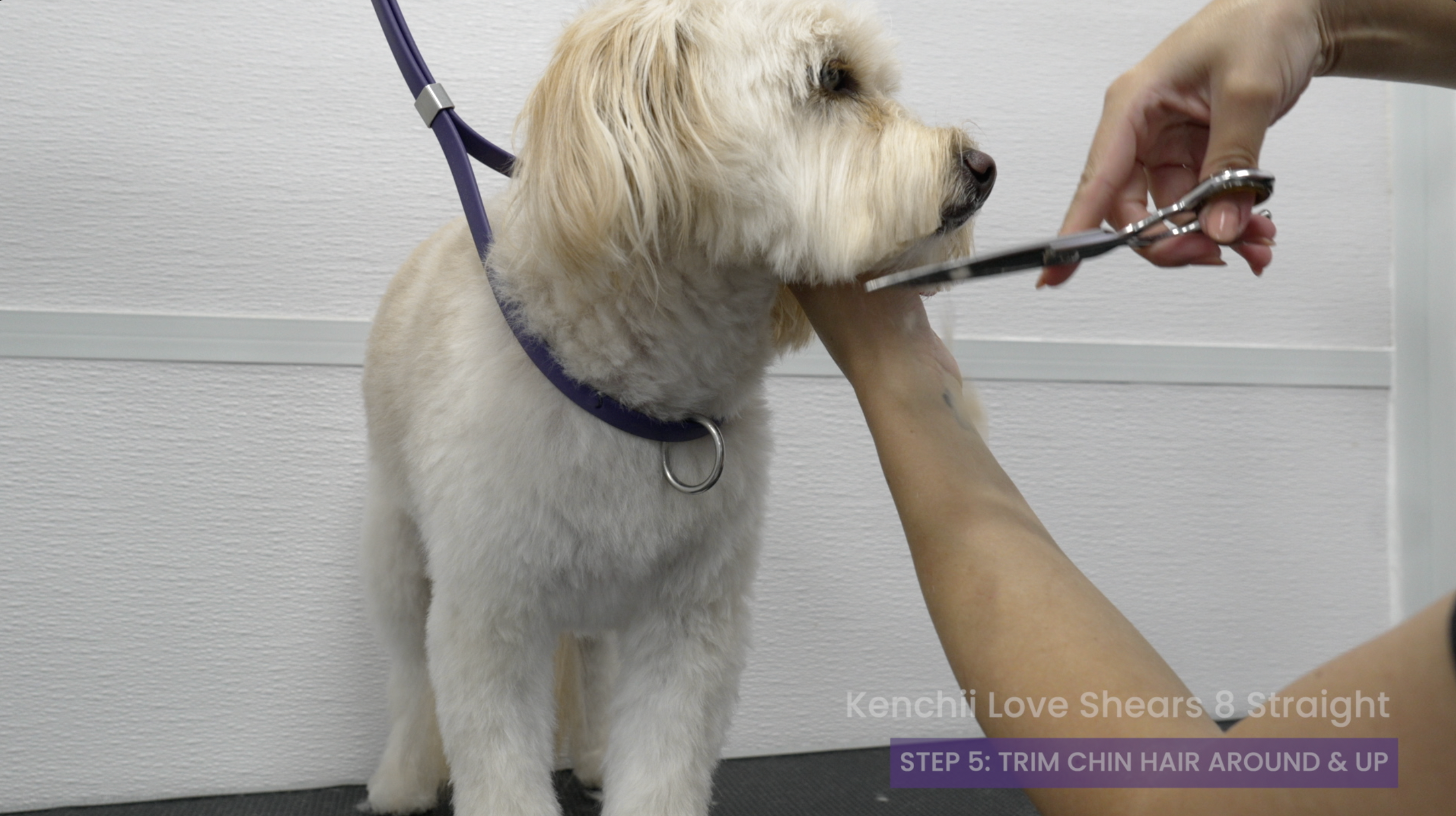 Teddy Bear Haircut Course