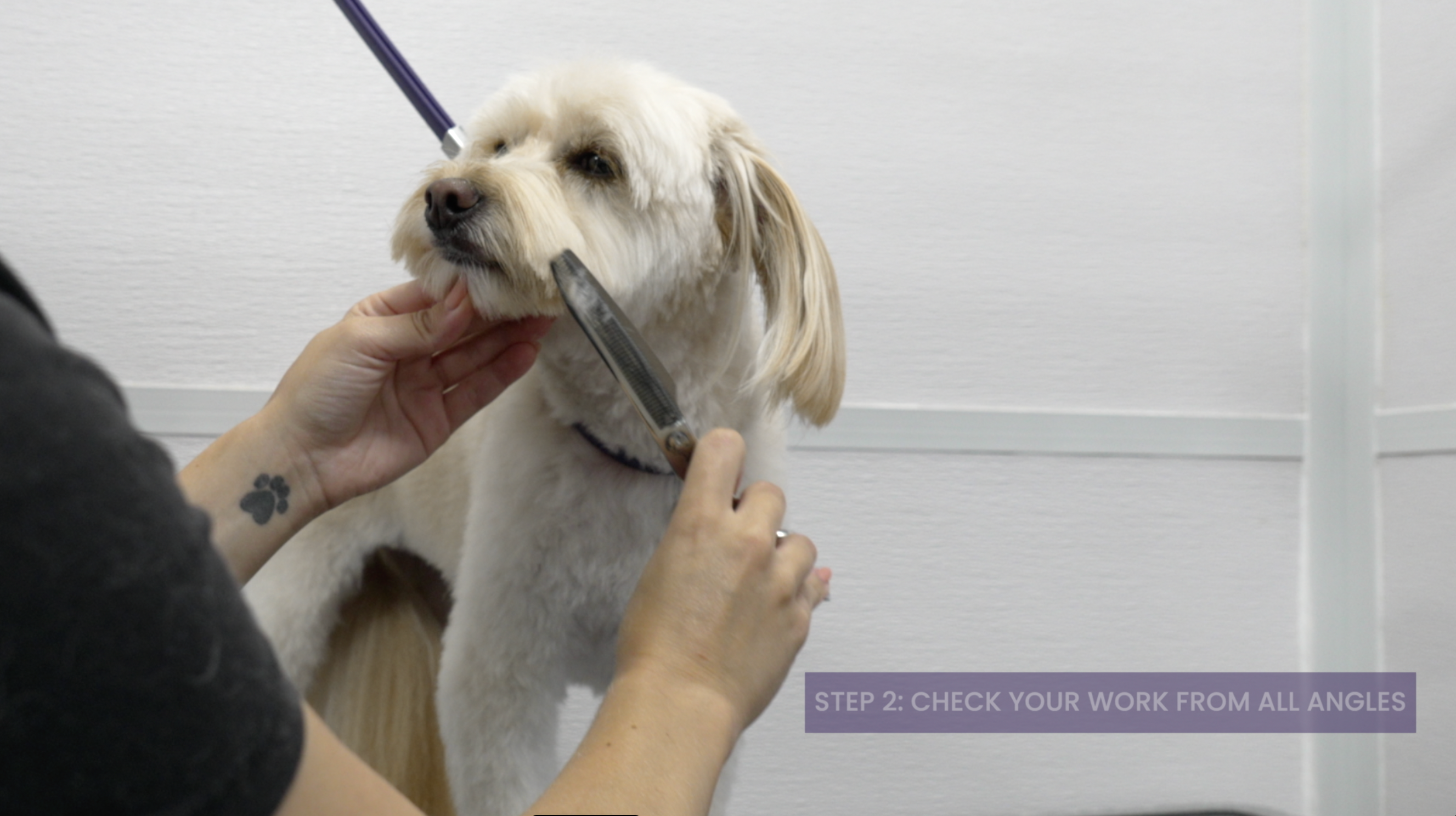 Teddy Bear Haircut Course