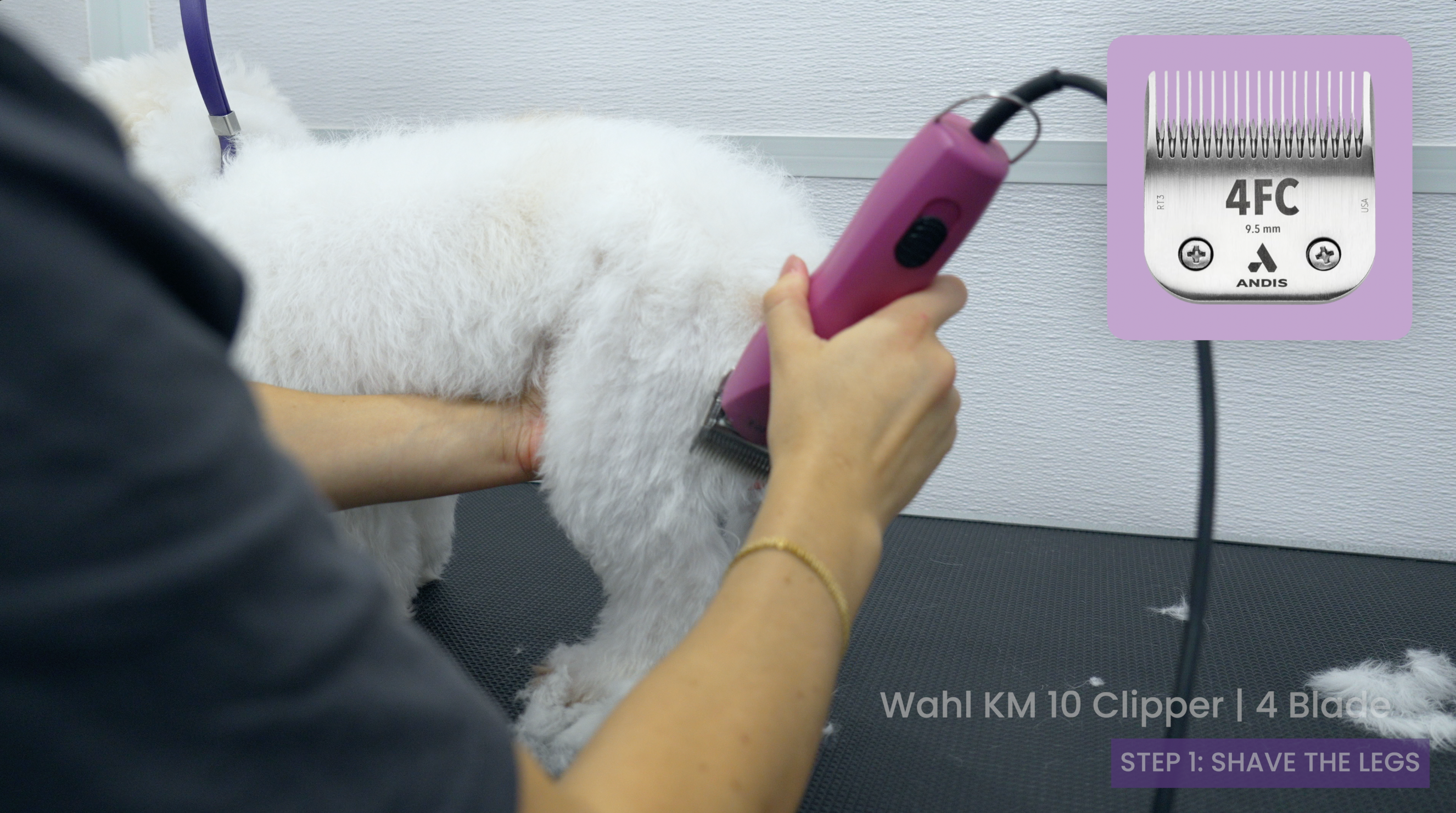 Teddy Bear Haircut Course