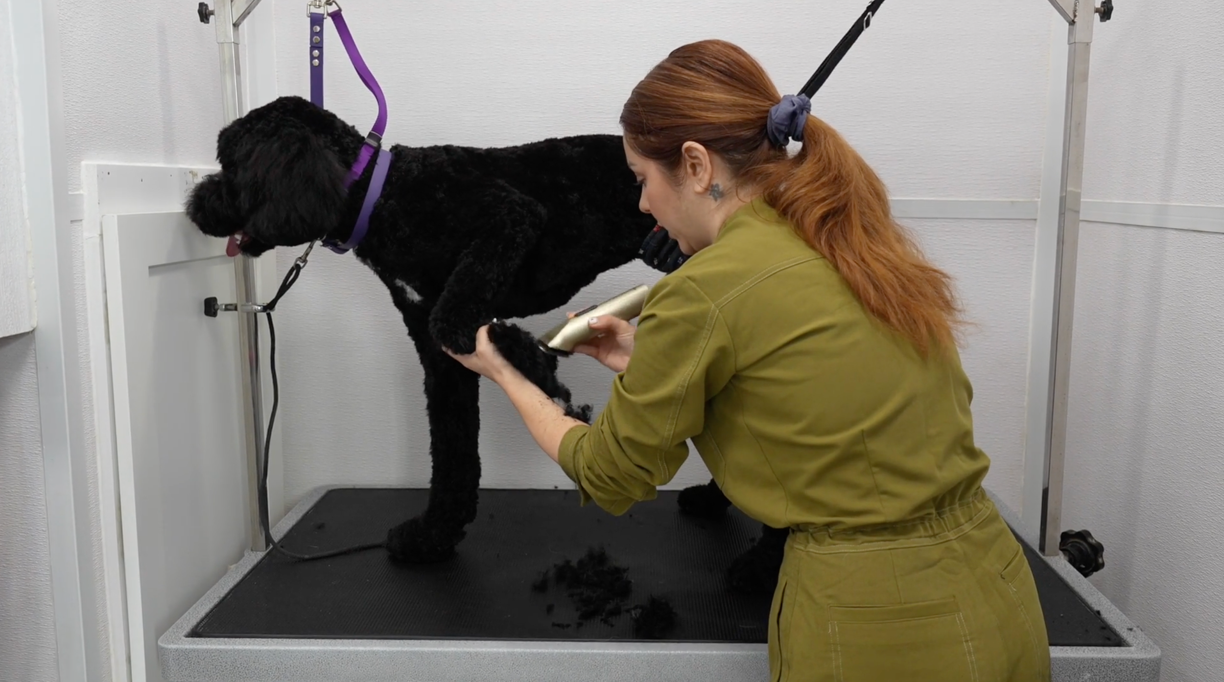 All About Paws Course