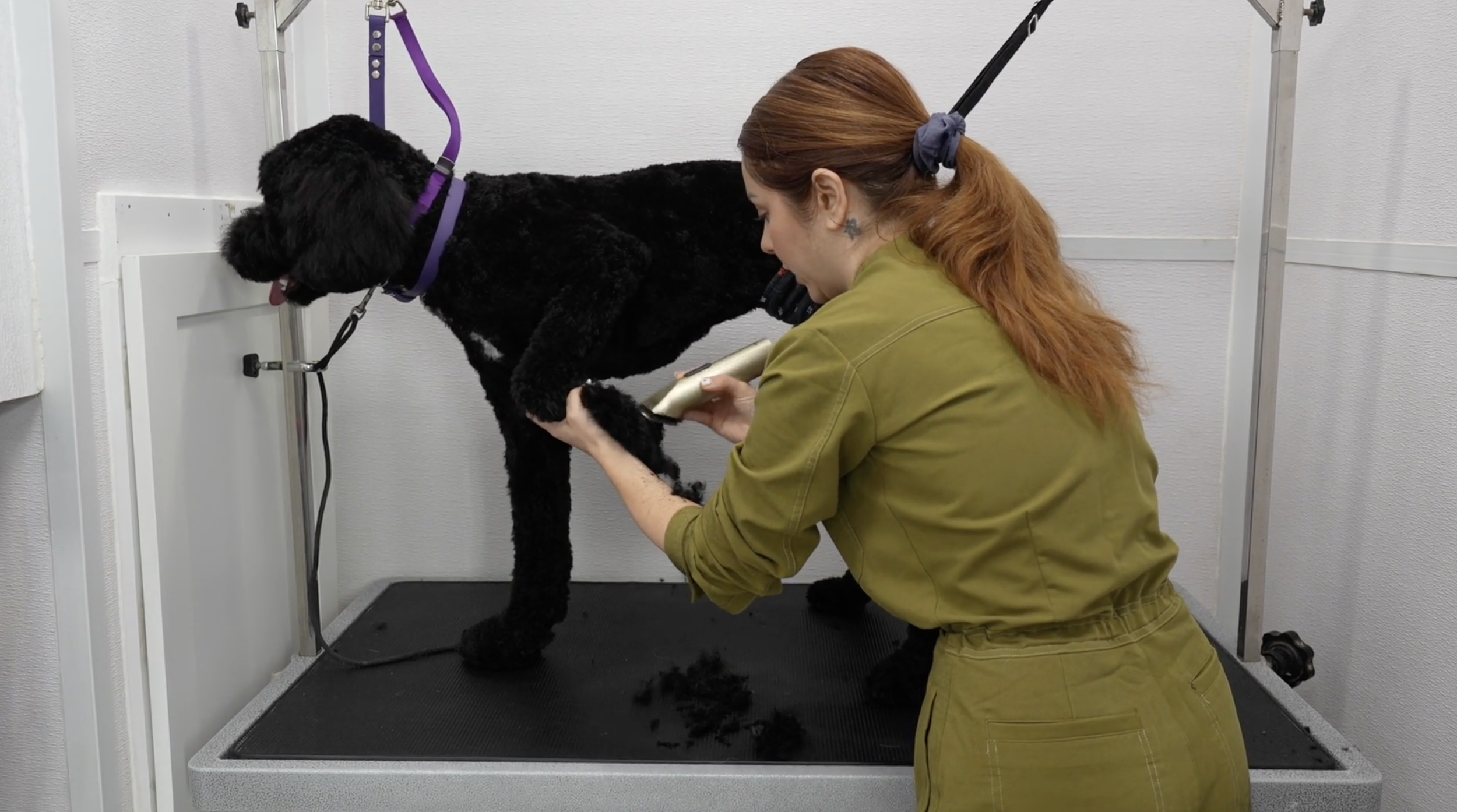 Course Paws All About Paws Course – Girl With The Dogs